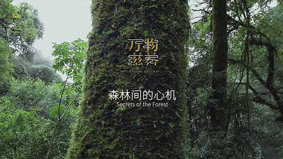 纪录片:《万物滋养》第一集森林间的心机